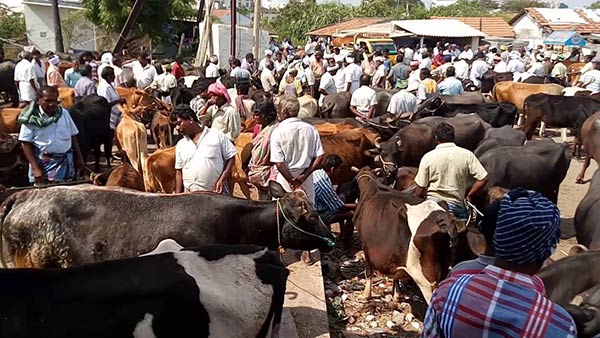கால்நடை வளம் கால்நடை வளம்