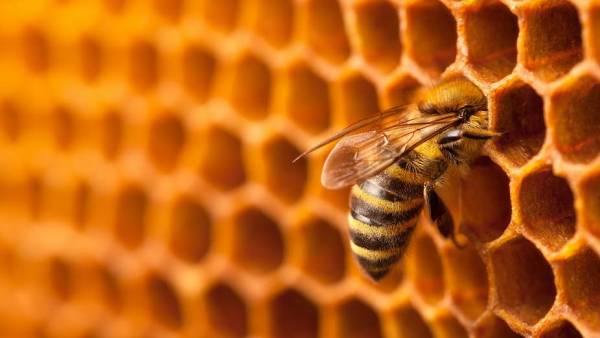 நம்பிக்கை 