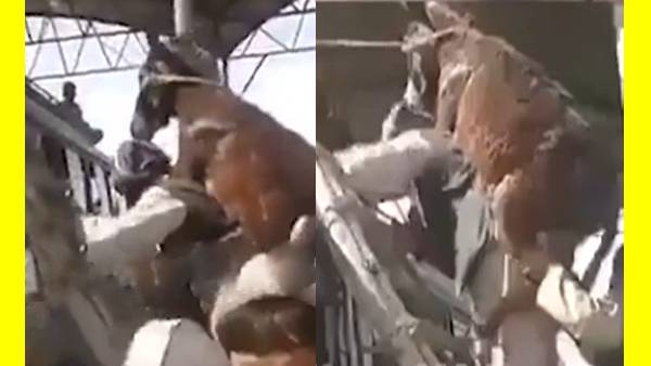 ஏணி ஓனர் ஏணி ஓனர்