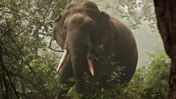 நாட்டு சாராயம் நாட்டு சாராயம்