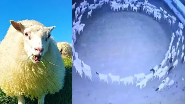 மூளை வீக்கம்