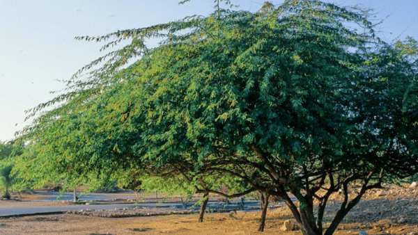 அறிக்கை தாக்கல்