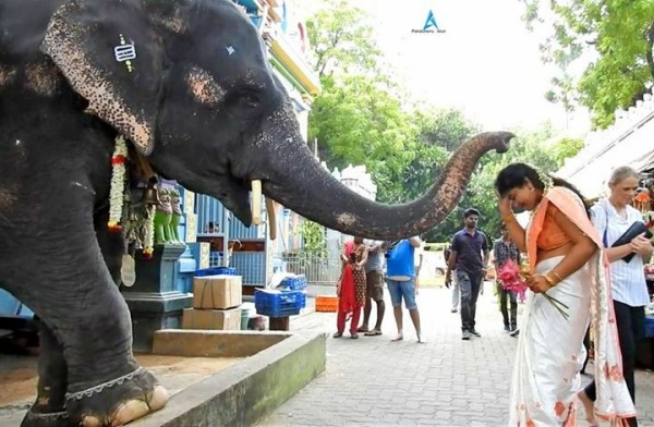 யானை திடீர் மரணம் 