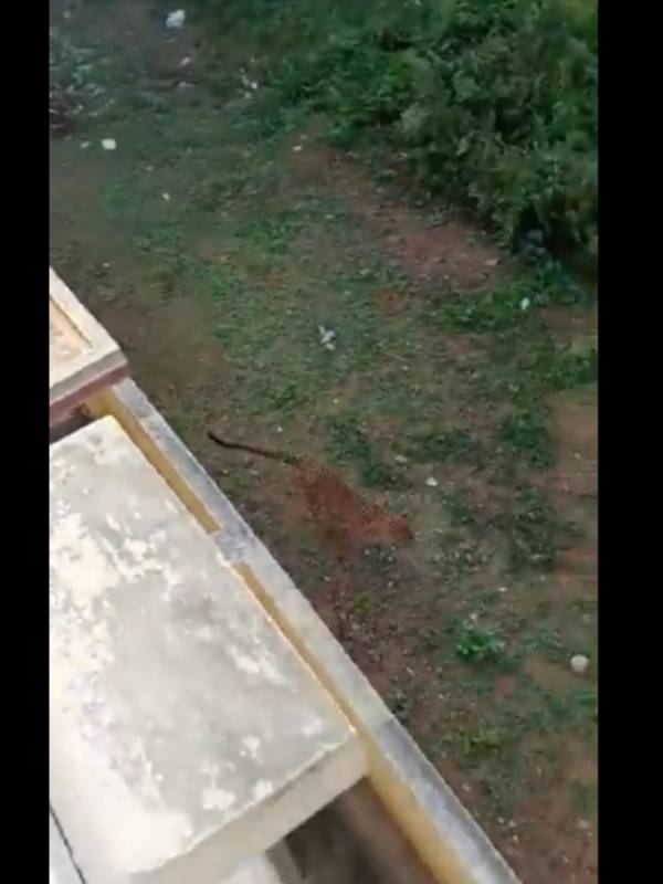 விரட்டி விரட்டி தாக்கிய சிறுத்தை