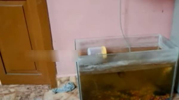 மீன் தொட்டிக்குள்..