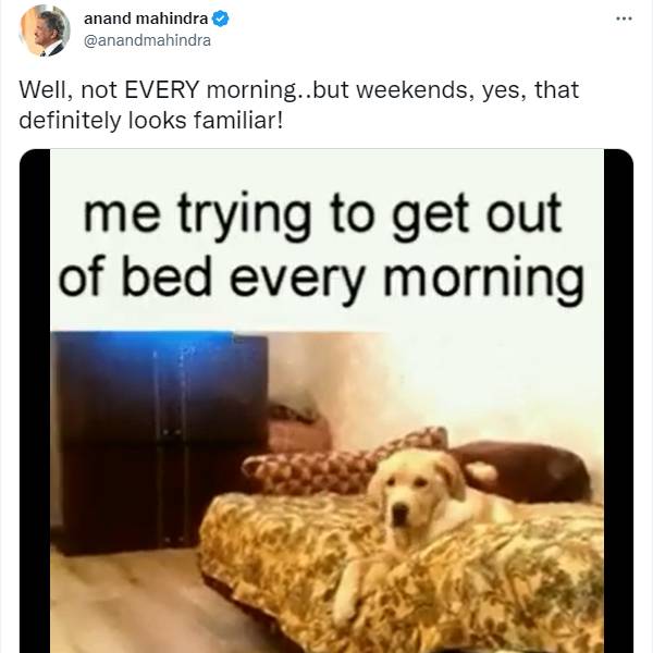 படுக்கையில் இருந்து எழும் நாய்