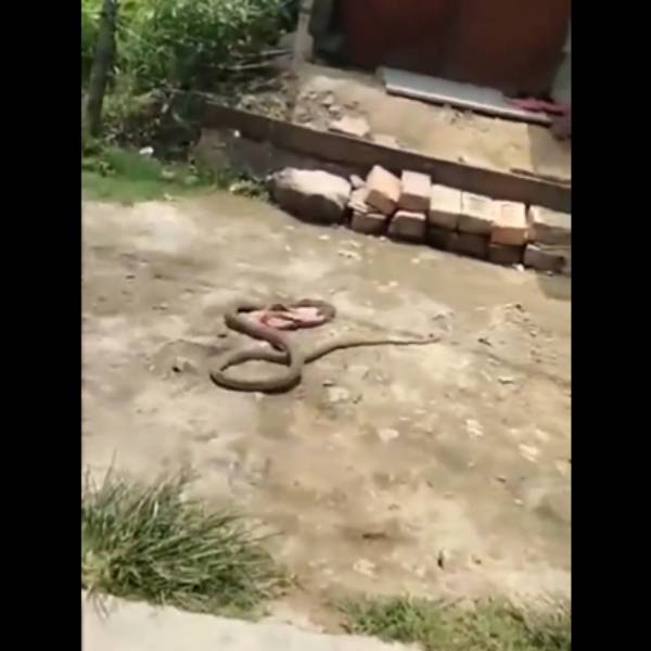 கால்கள் இல்லையே