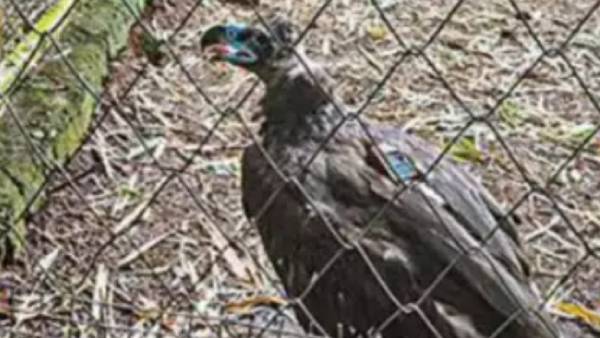 சினேரியஸ் கழுகு 