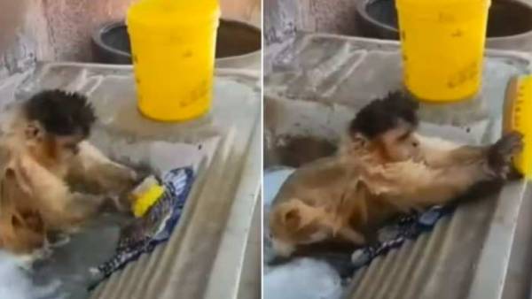 குதறல் குதறல்