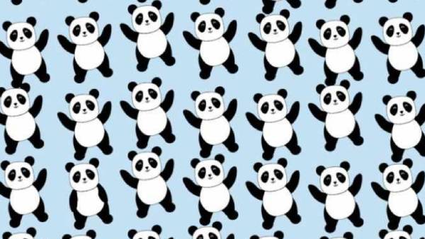எல்லா பாண்டா கரடியும்.. 