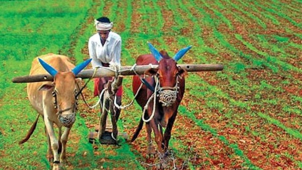 சூரிய கூடார உலர்த்தி சூரிய கூடார உலர்த்தி