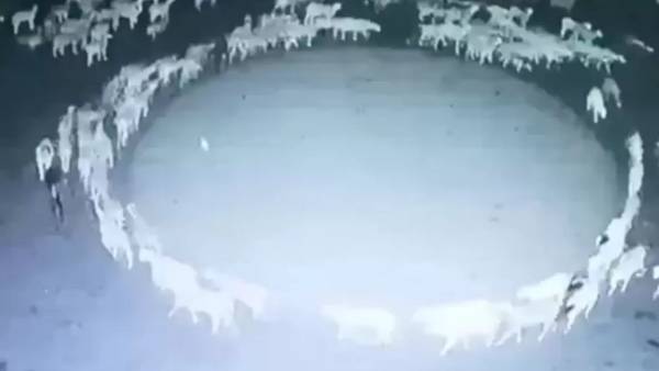  தொழுவம்