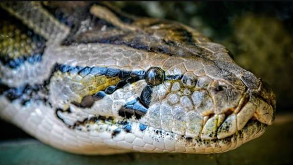 ஆஸ்திரேலியா