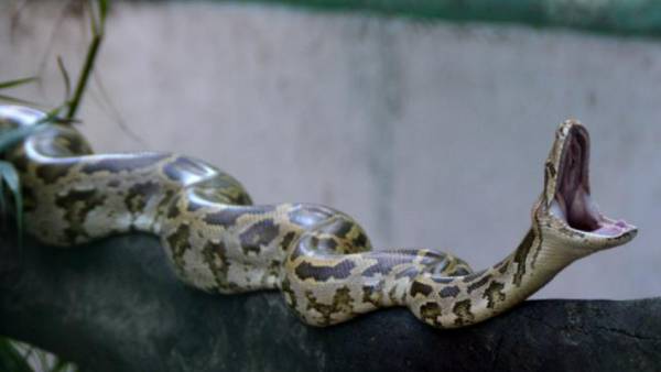  3 மடங்கு பெரியது