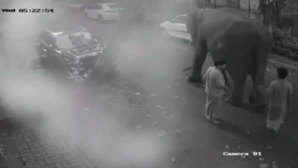  களி, ஊட்டச்சத்து மருந்துகள் 