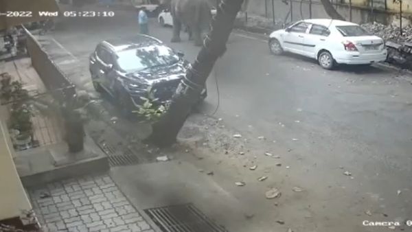 யானை மயங்கியது 