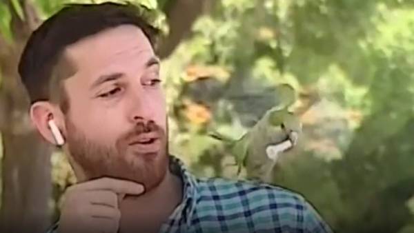 தூக்கி சென்ற கிளி 