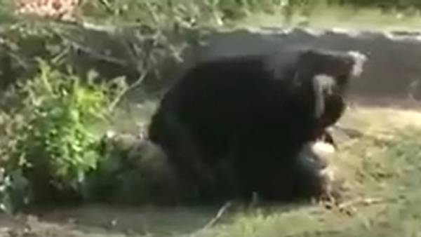 வனவிலங்குகளால் தொடரும் ஆபத்து.. 