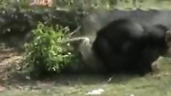 ஊருக்குள் புகுந்த ஒற்றைக் கரடி.. 