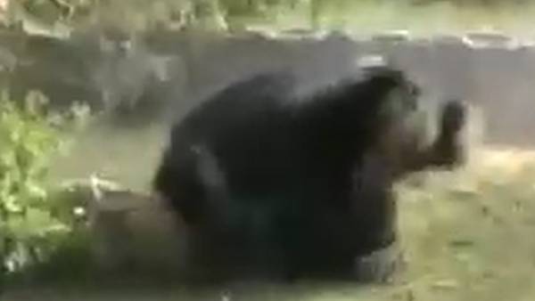 கடித்து குதறிய பயங்கரம்.. 