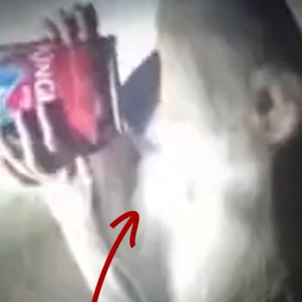 பீர் குடிக்கும் குரங்கின் வீடியோ 