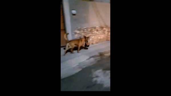 மனித தலை மனித தலை