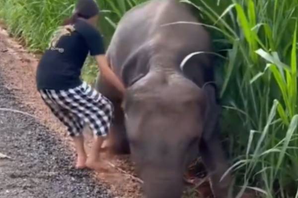 யானைகள் 