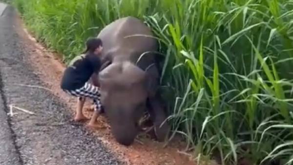 குட்டி யானை வீடியோ 