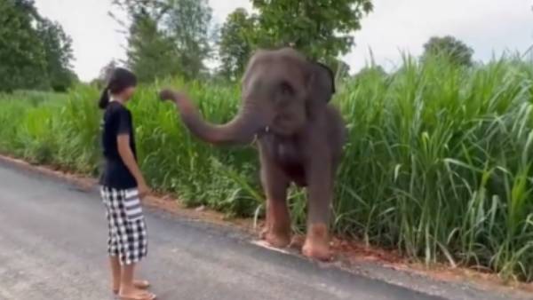  துதிக்கையால் நன்றி 