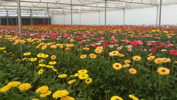 மலர் சாகுபடி மானியம் மலர் சாகுபடி மானியம்