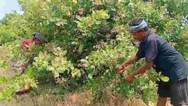 கோக்கோ,முந்திரி மானியம் கோக்கோ,முந்திரி மானியம்