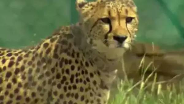 சிறுத்தைகள்