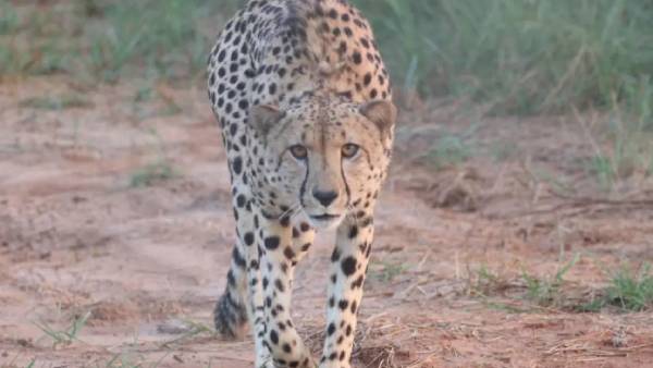 நமீபியா 