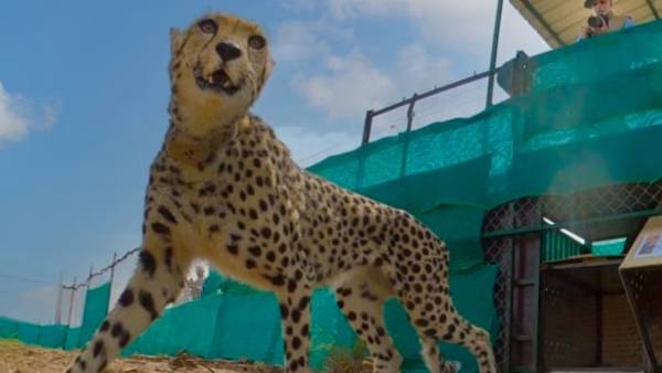 கர்ப்பம்