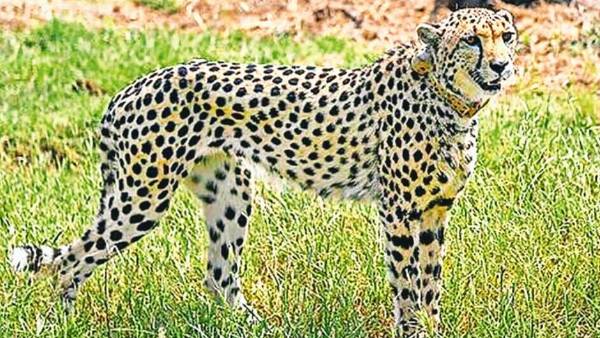  அழுத்தமே காரணம்