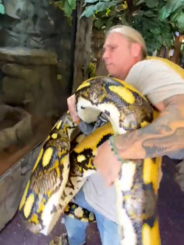  விஷமற்ற பாம்பு 