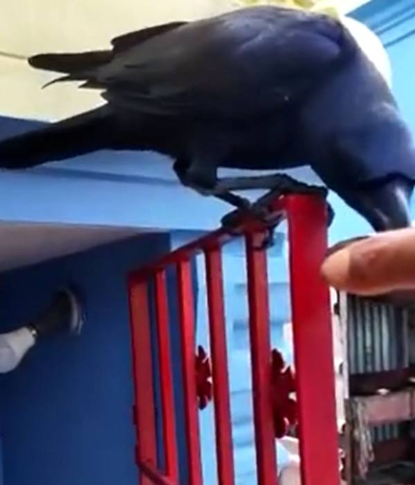  பெருமாள் பசு