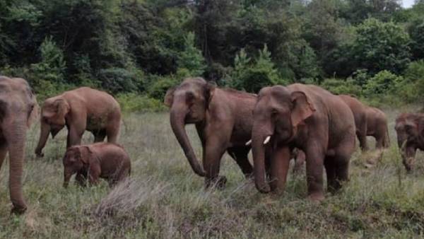 வெறிகொண்டு குடித்த யானைகள்.. 