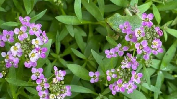 ஆப்டிகல் இல்யூஷன் படங்கள் 