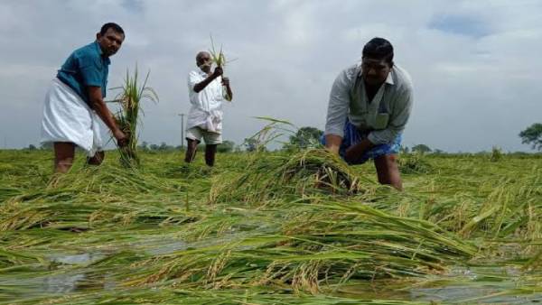 மயிலாடுதுறை மாவட்ட பாதிப்பு 
