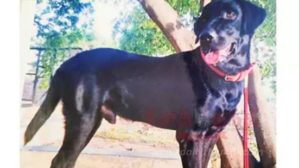 போலீஸ் மோப்ப நாய்கள் போலீஸ் மோப்ப நாய்கள்