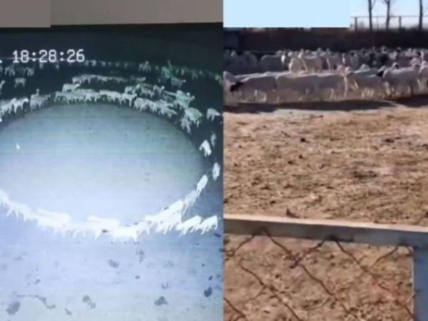 ஏலியன்ஸ் 