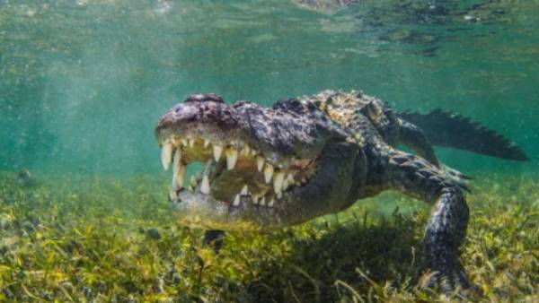  ஆஸ்திரேலியாவில் நடந்த அகழ்வாய்வு.. 