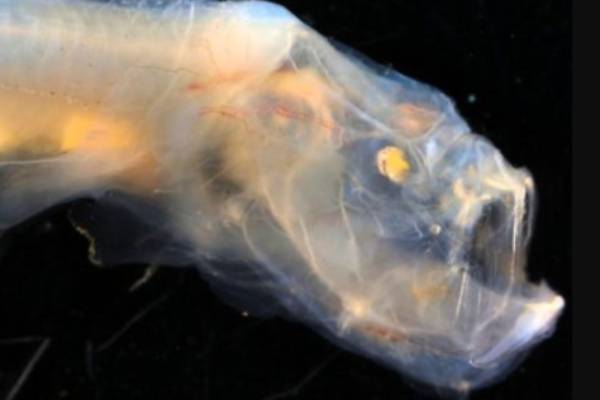 தீவுகள் 