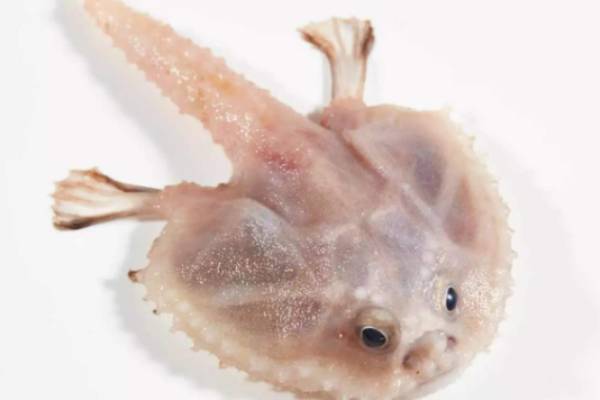 பரிணாம வளர்ச்சி 