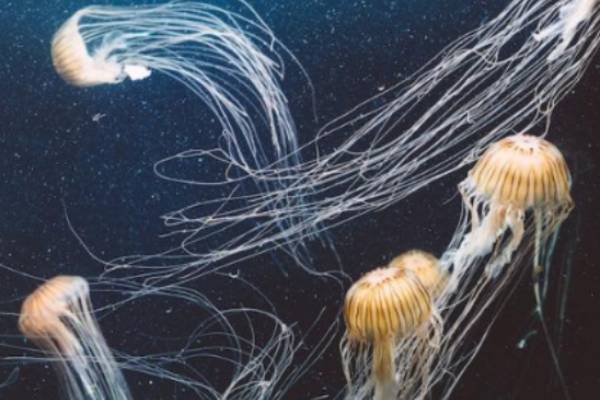 புதிய மீன்கள் 