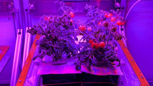 தக்காளி தக்காளி