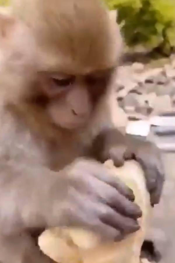  தண்ணி அடிச்ச குரங்கு