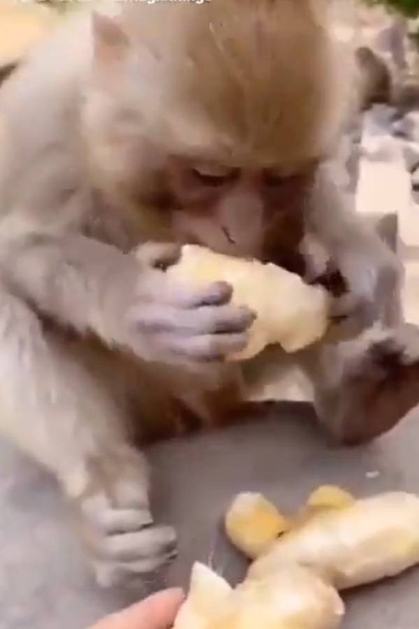  துண்டு இஞ்சி