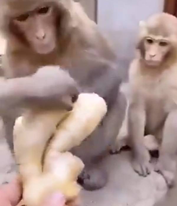 சலவைக்காரர்